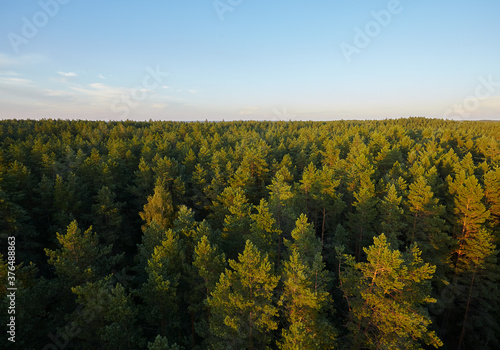 pine tops, view from a tower
