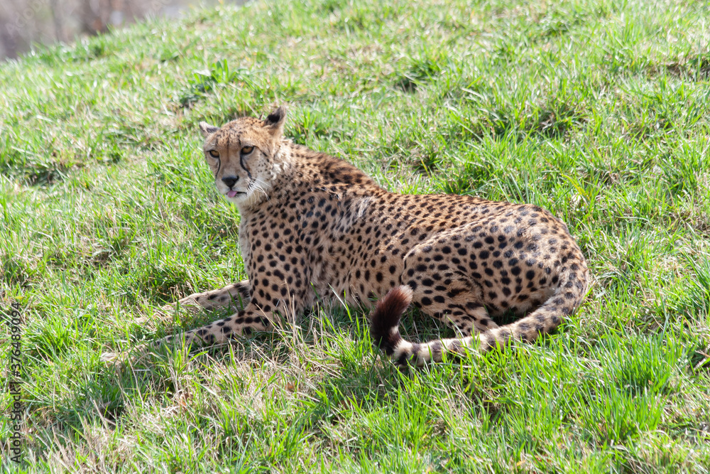 wild mature male cheetah in a green nature wreath in the park wild mature male cheetah in a green nature wreath in the park