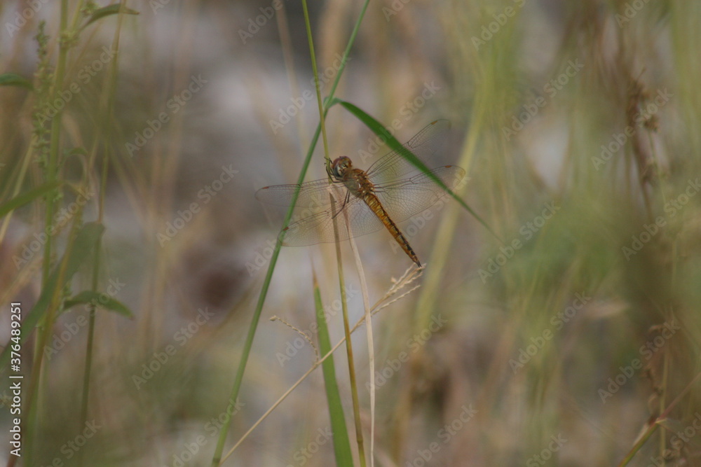 Dragonfly 2020 I Dragonfly 2020 I