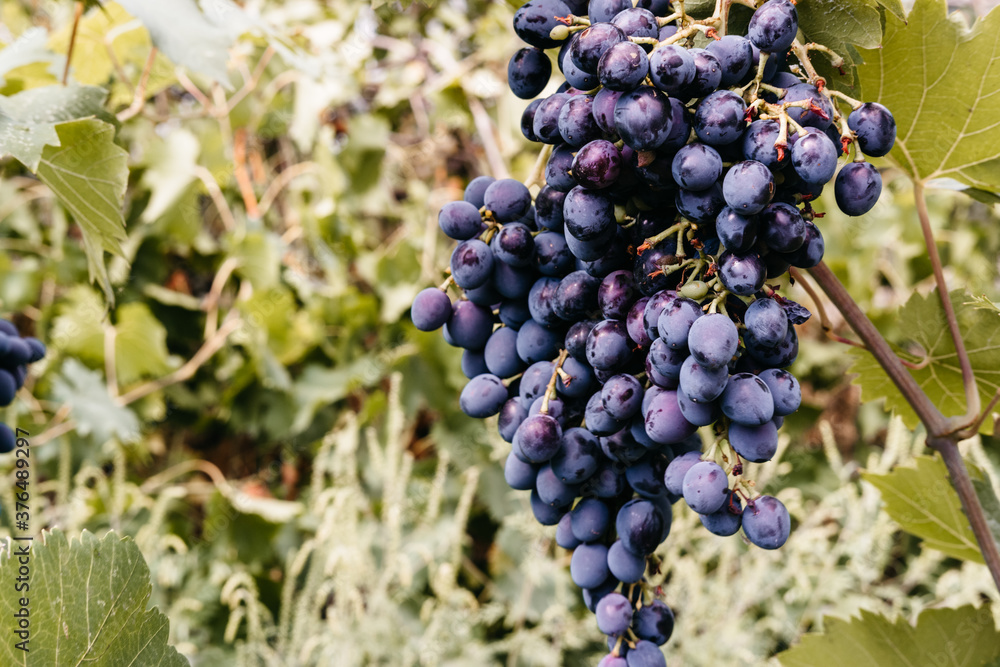 Ripe red grapes hang in a cluster on a green vine in the vineyard. Black maiden grapes, large bunch. Delicious and healthy fruits, fresh autumn harvest. Grapevine close-up.