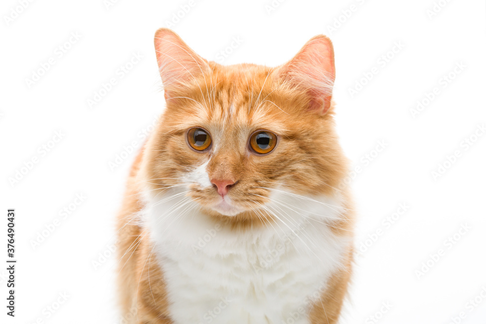 Portrait of a beautiful ginger cat on a white background