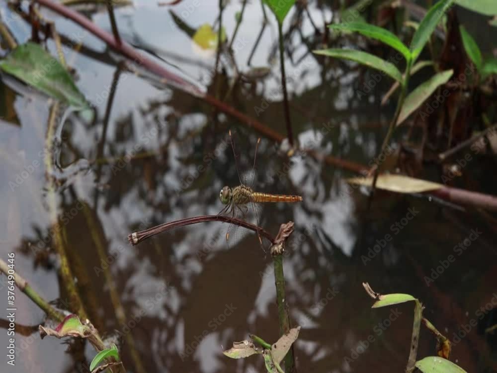 Close up, one dragonfly perched on a branch by the water Close up, one dragonfly perched on a branch by the water