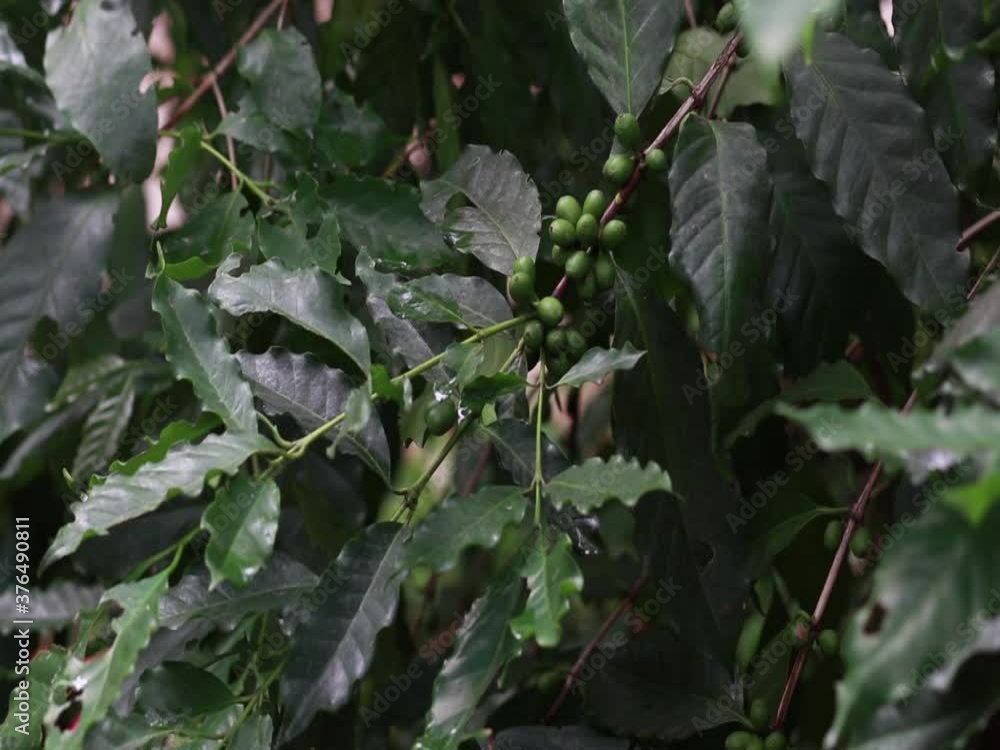Green coffee beans arranged in a branch Among the green leaves Green coffee beans arranged in a branch Among the green leaves