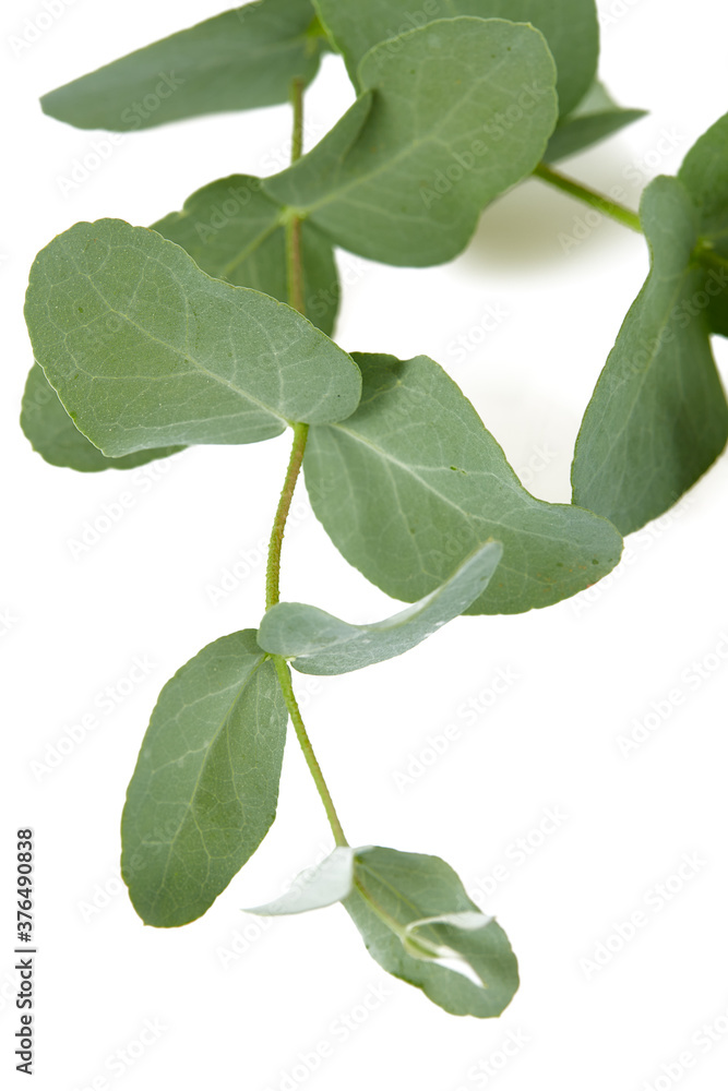 eucalyptus twig isolated on white background eucalyptus twig isolated on white background