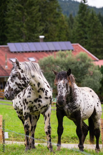 A portrait of the white horses with black spots.