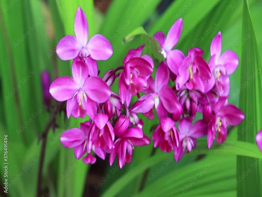 Pink flowers in pots that are blown by the strong wind. Pink flowers in pots that are blown by the strong wind.