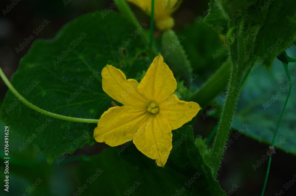 Young plant cucumber with yellow flowers. Juicy fresh cucumber close-up macro on a background of leaves Young plant cucumber with yellow flowers. Juicy fresh cucumber close-up macro on a background of leaves