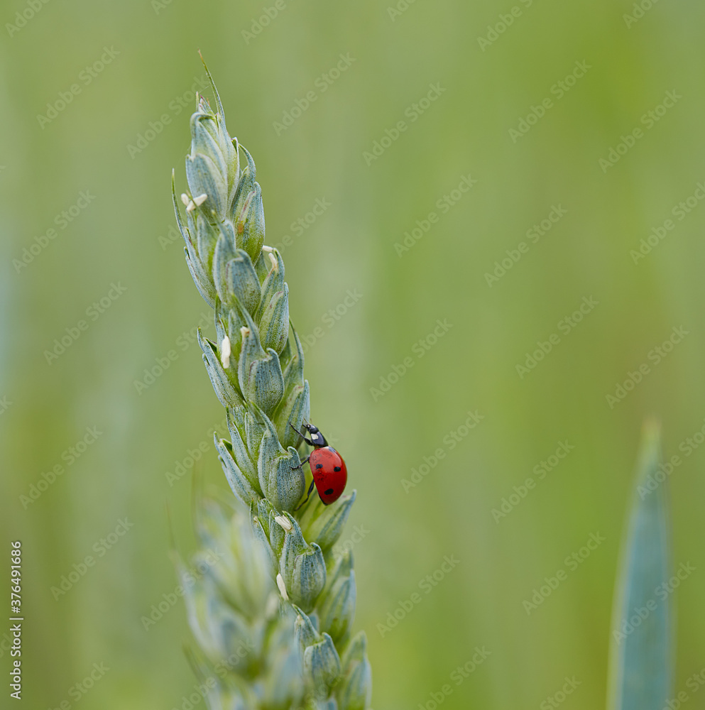 Fototapeta premium ladybud on an ear of grain