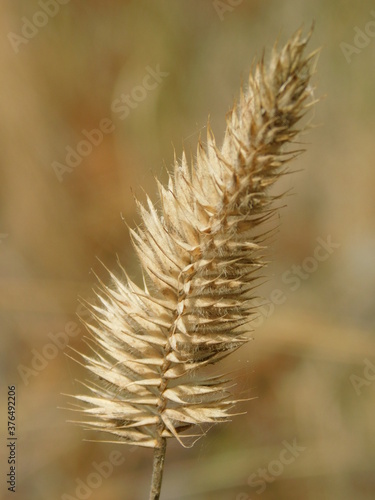close up of wheat ears