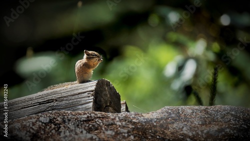 Schilderij op canvas squirrel on a fallen tree