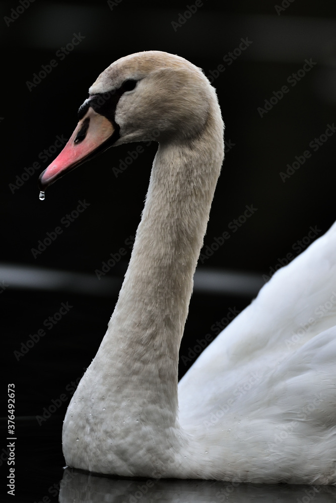 Fototapeta premium swan on the water