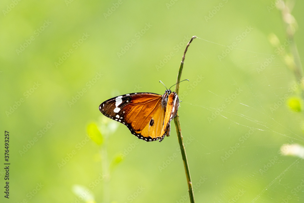 Obraz premium Plain tiger butterfly 