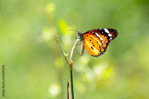 Plain tiger butterfly  © Tapan