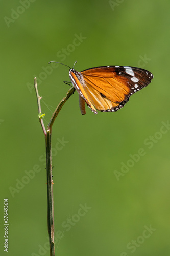 Plain tiger butterfly 