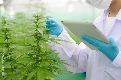 фотографія Concept of cannabis plantation for medical, close up of scientist using tablet t