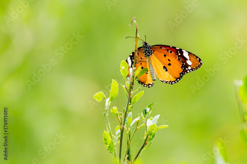 Plain tiger butterfly 