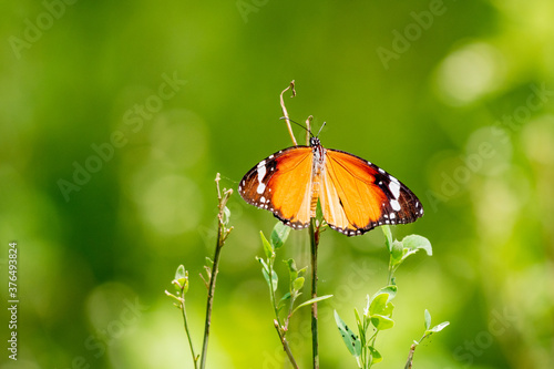 Plain tiger butterfly 