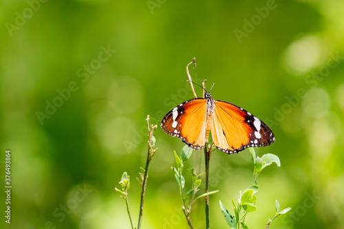 Plain tiger butterfly 