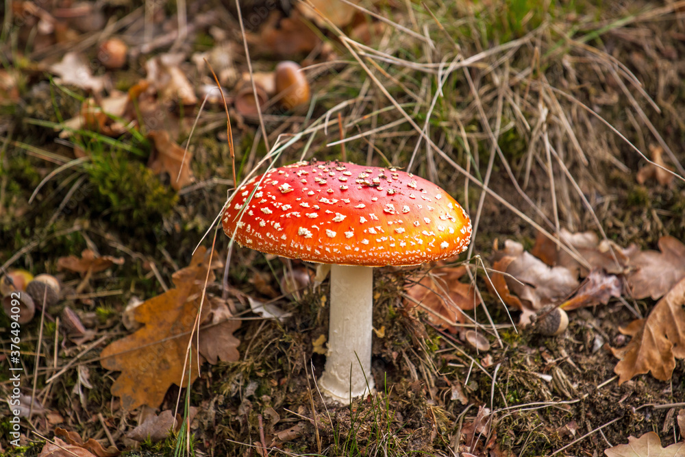 Amanita muscaria, commonly known as the fly agaric or fly amanita in heather Amanita muscaria, commonly known as the fly agaric or fly amanita in heather