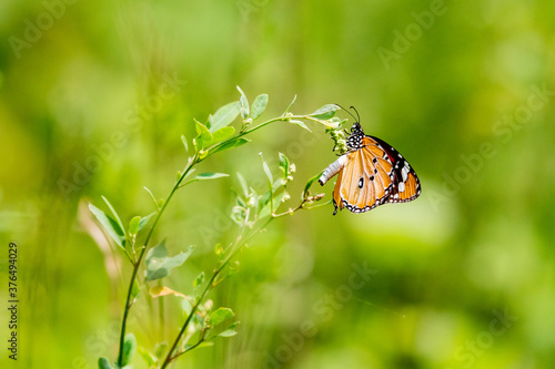Plain tiger butterfly 