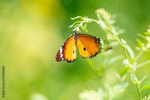 Plain tiger butterfly 