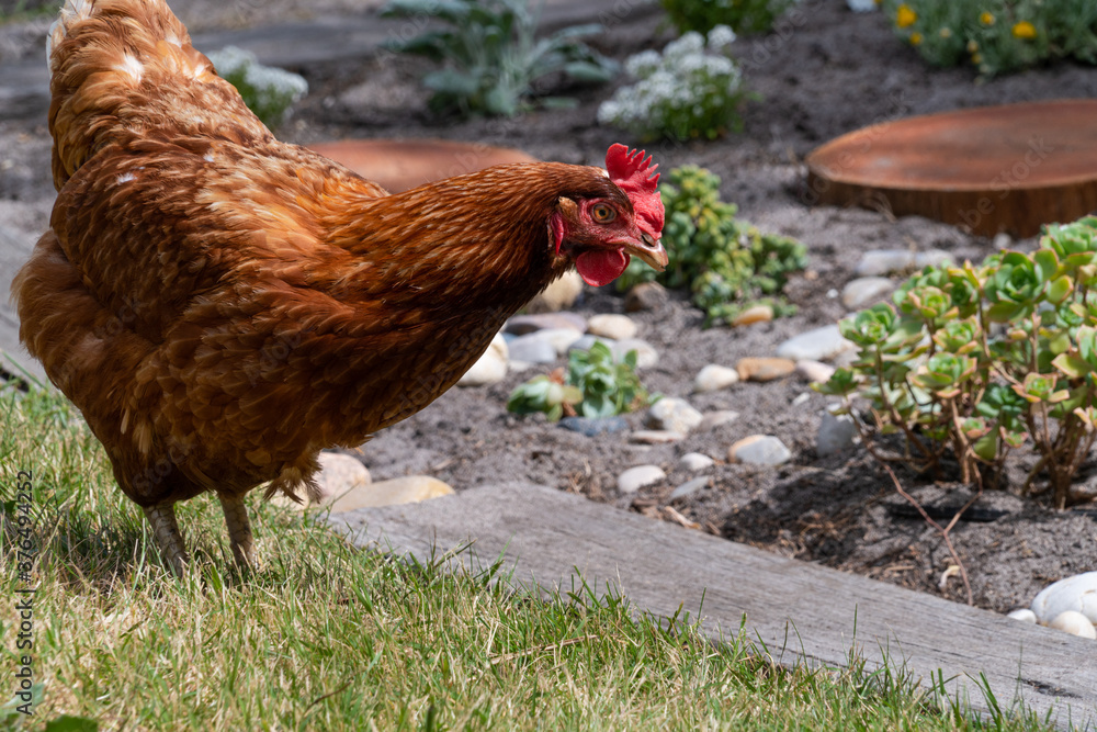 Fototapeta premium Hen walking outside on a farm in the grass