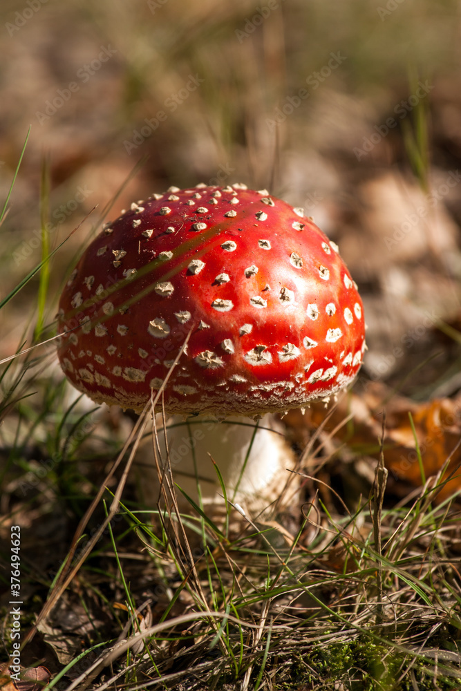 Amanita muscaria, commonly known as the fly agaric or fly amanita in heather Amanita muscaria, commonly known as the fly agaric or fly amanita in heather