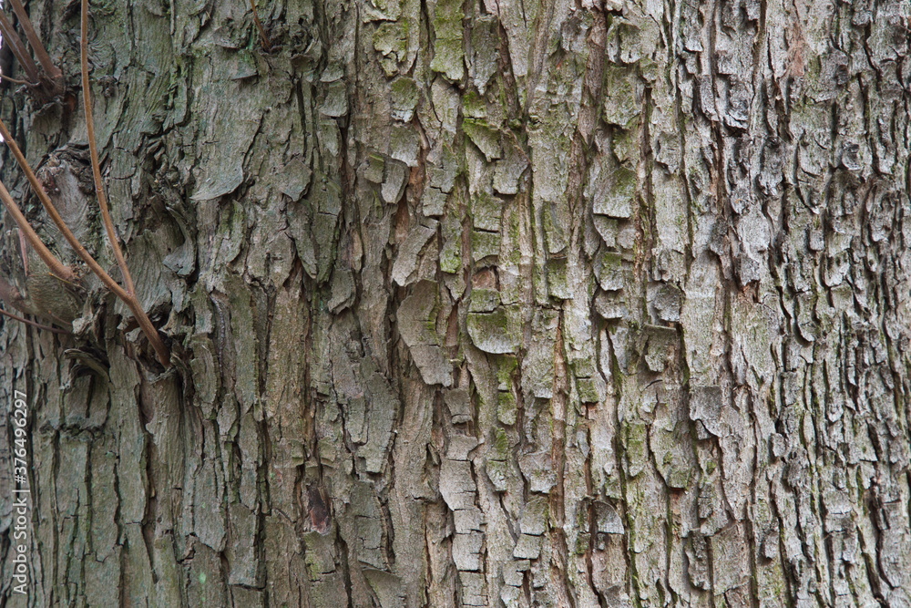 Baumrinden Einfach Erklärt: Baum Am Stamm Erkennen – DZED