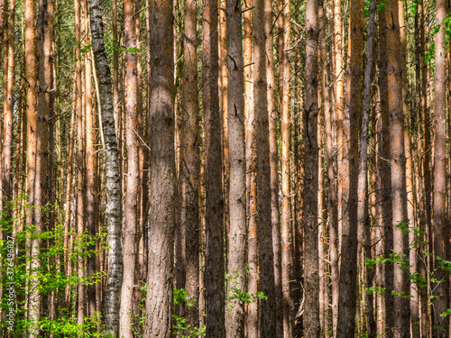 View into the coniferous forest