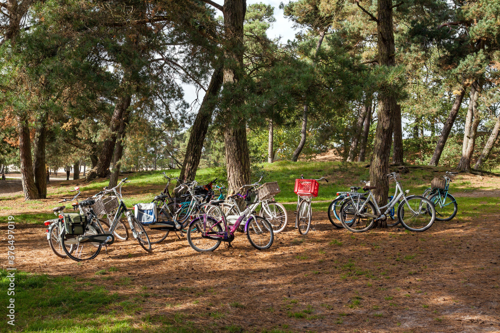 Bikes of schoolchildren parked under pine trees Bikes of schoolchildren parked under pine trees