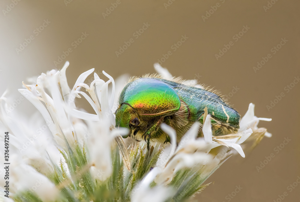 Naklejka premium a Small beetle insect on a plant in the meadow