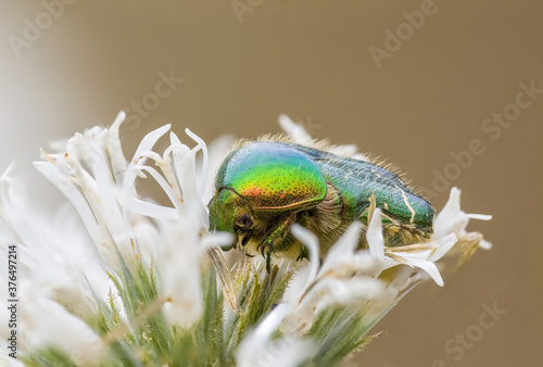 a Small beetle insect on a plant in the meadow © Mario Plechaty