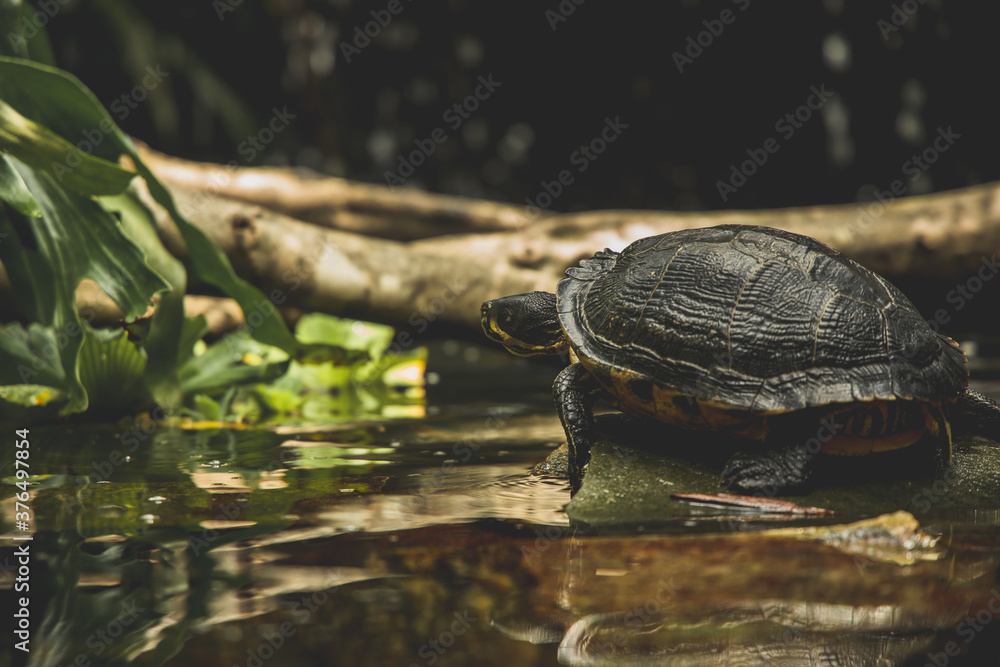 Obraz premium turtle in the pond