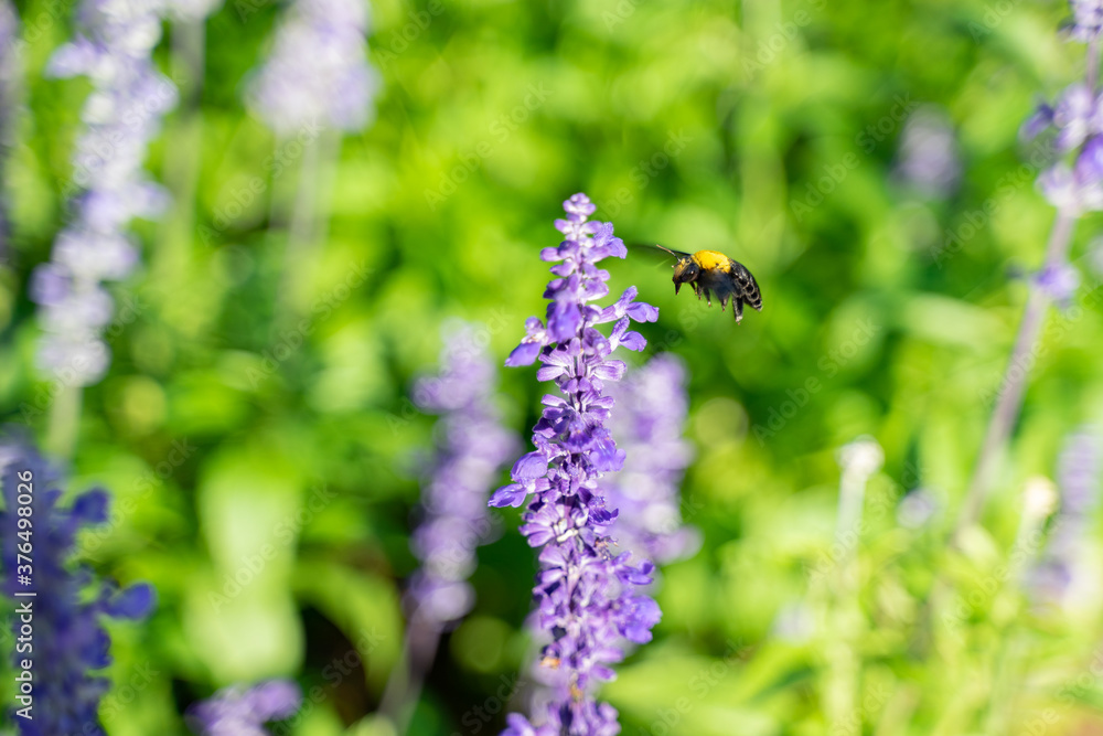 Bees are collecting nectar from lavender flowers. Bees are collecting nectar from lavender flowers.