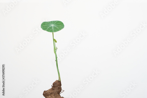 A small tree for people who enjoy minimalist style in white background