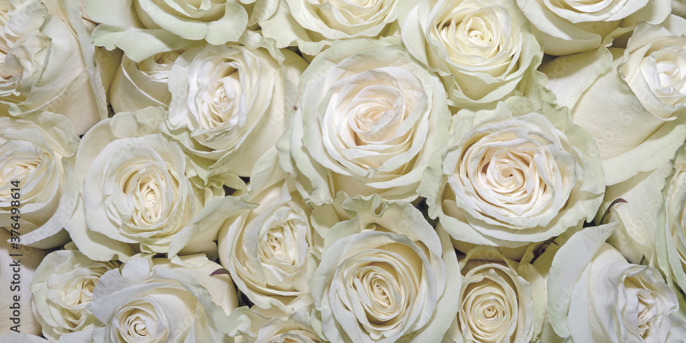 Background of beautiful flowers. Сlose up. Panorama. Background of beautiful flowers. Сlose up. Panorama.