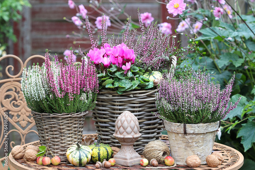 Gartendekoration mit Herbstblumen in Pink in Körben 