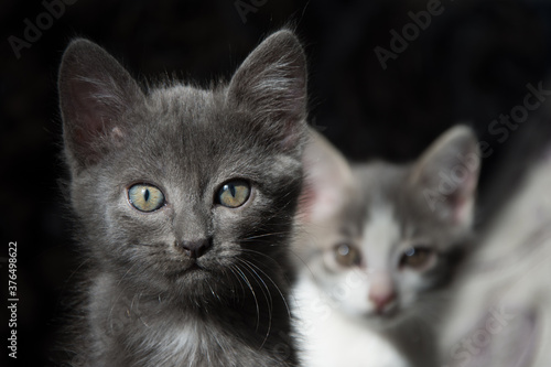 Fototapeta Naklejka Na Ścianę i Meble -  portrait of two little kittens