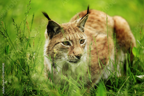 Norwegian Lynx in grass - gazing