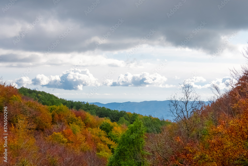 Colorful trees and leaves in autumn in the Montseny Natural Park in Barcelona, Spain