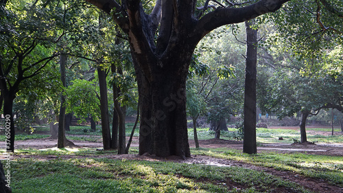 Fototapeta Naklejka Na Ścianę i Meble -  A huge tree with other trees in the park at Cubbon Park, Bangalore, India. 