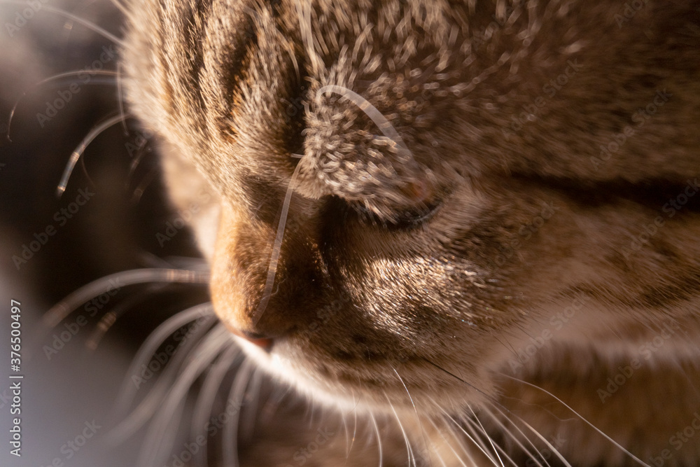 cute scottish straight cat portrait cute scottish straight cat portrait