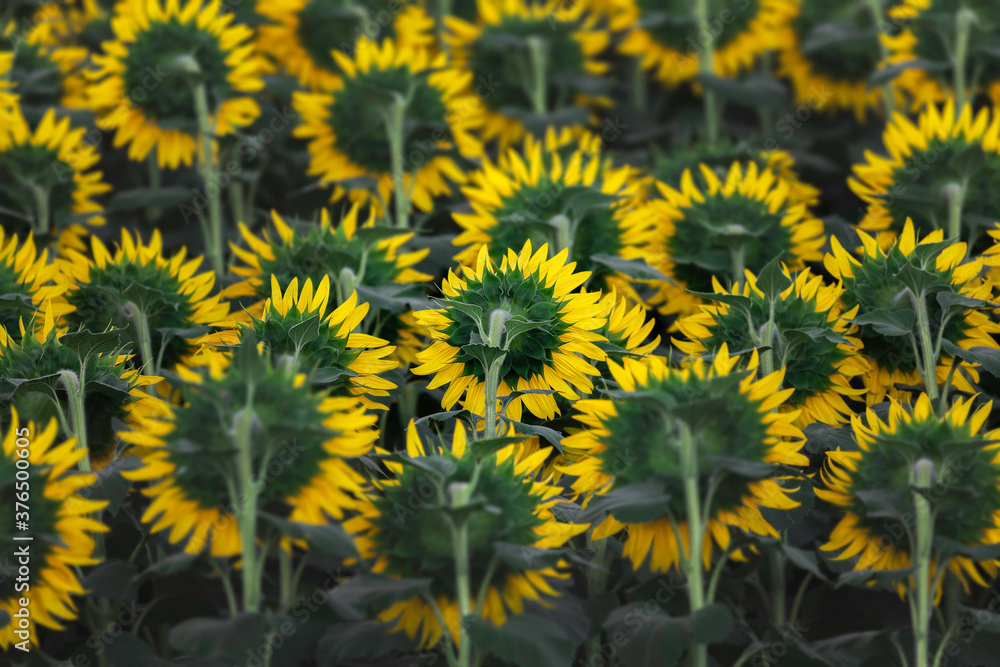Sunflowers Field Back Side. Sunflowers Field Back Side.