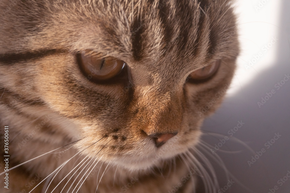 cute scottish straight cat portrait