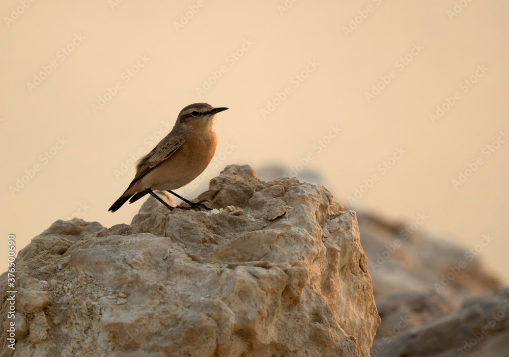 Naklejka premium Isabelline Wheatear perched on limestone rock at Busiateen coast, Bahrain