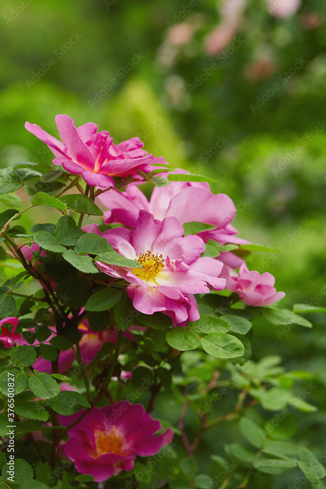 Fototapeta premium growing pink rose growing in garden