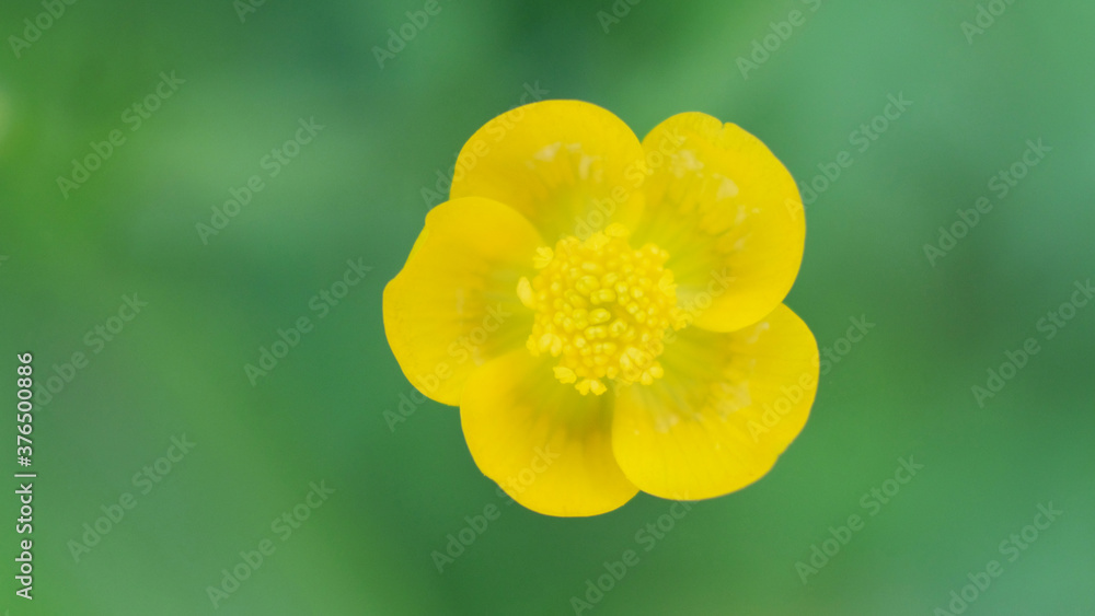 Fototapeta premium Common Buttercup yellow flowers on green grass background. Ranunculus acris meadow buttercup, tall buttercup, giant buttercup. Closeup, selective focus