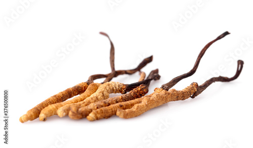 Cordyceps an isolated on white background