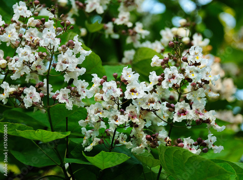 Flowering catalpa