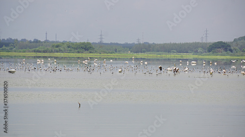Flocks of cranes & pelicans in a natural water body at Ossoudu Boat Club, Puducherry, India. 